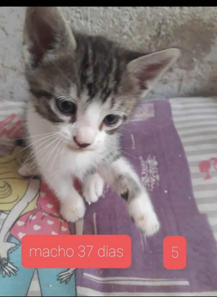 Gato ra a SRD idade Abaixo de 2 meses nome Sem Nome