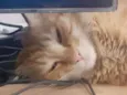 Stanley