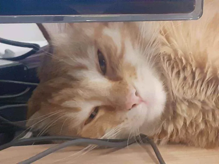 Gato ra a SRD idade 7 a 11 meses nome Stanley