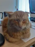 Stanley