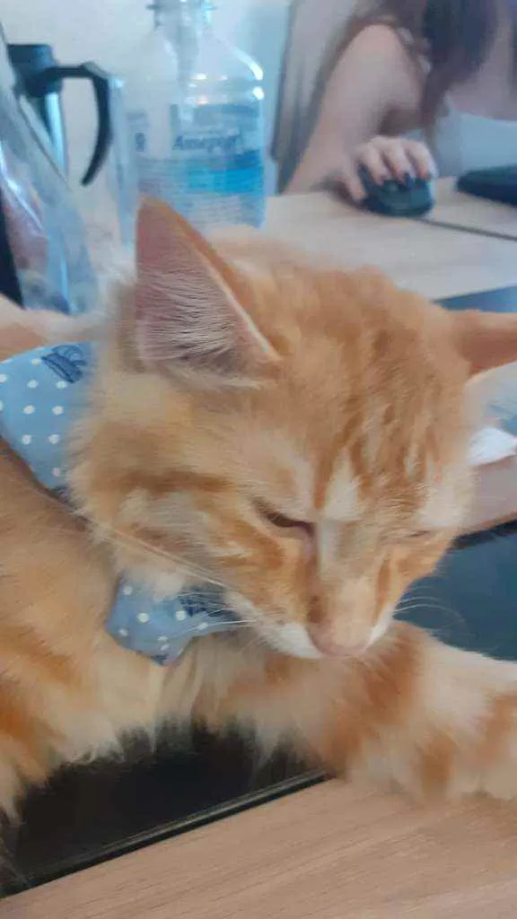 Gato ra a SRD idade 7 a 11 meses nome Stanley
