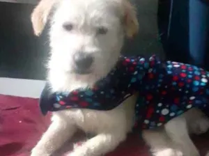 Cachorro raça Srd idade 7 a 11 meses nome Neve bb lindo 
