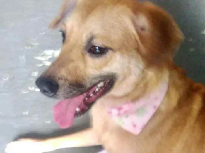 Cachorro raça Srd idade 1 ano nome Amora lindíssima 