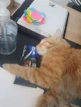 Stanley