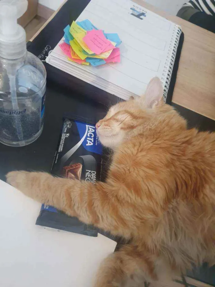 Gato ra a SRD idade 7 a 11 meses nome Stanley