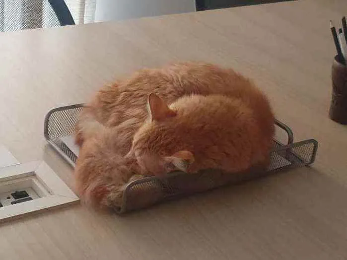 Gato ra a SRD idade 7 a 11 meses nome Stanley