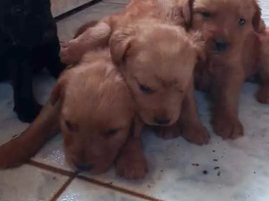 Cachorro ra a Labrador/viralata idade Abaixo de 2 meses nome Sem nome