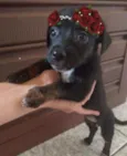 Pretinha
