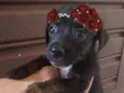 Pretinha
