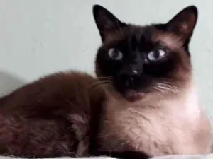 Gato raça Siamês  idade 1 ano nome Nick siamês lindo 