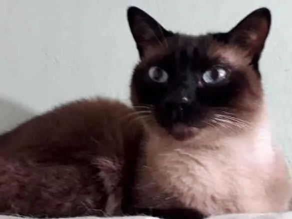 Gato raça Siamês  idade 1 ano nome Nick siamês lindo 
