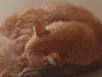 Gato ra a SRD idade 7 a 11 meses nome Stanley