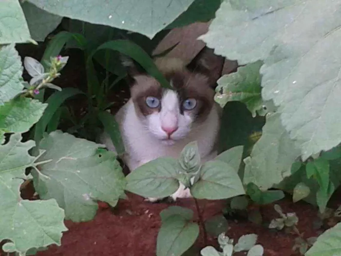 Gato ra a branco e cinza idade 3 anos nome Nino