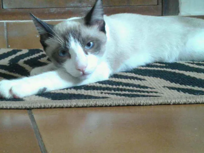 Gato ra a branco e cinza idade 3 anos nome Nino