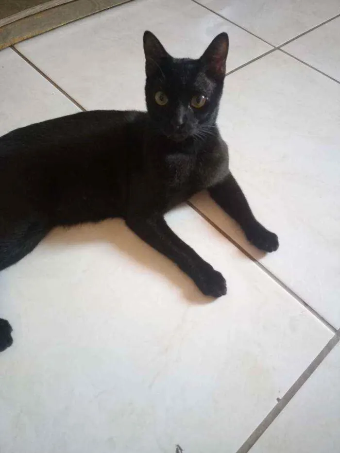 Gato ra a Não sei idade 1 ano nome Negão