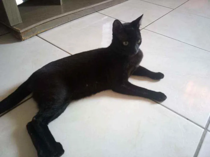 Gato ra a Não sei idade 1 ano nome Negão