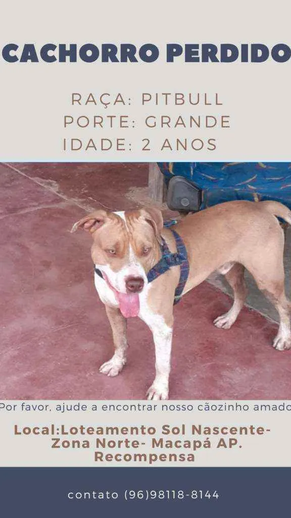 Cachorro raça Pitbull idade 2 anos nome Bior