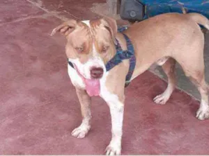 Cachorro raça Pitbull idade 2 anos nome Bior