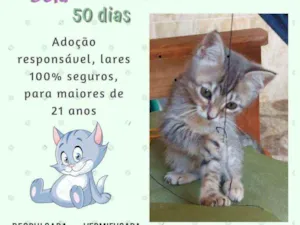 Gato raça Srd idade 2 a 6 meses nome Bela 