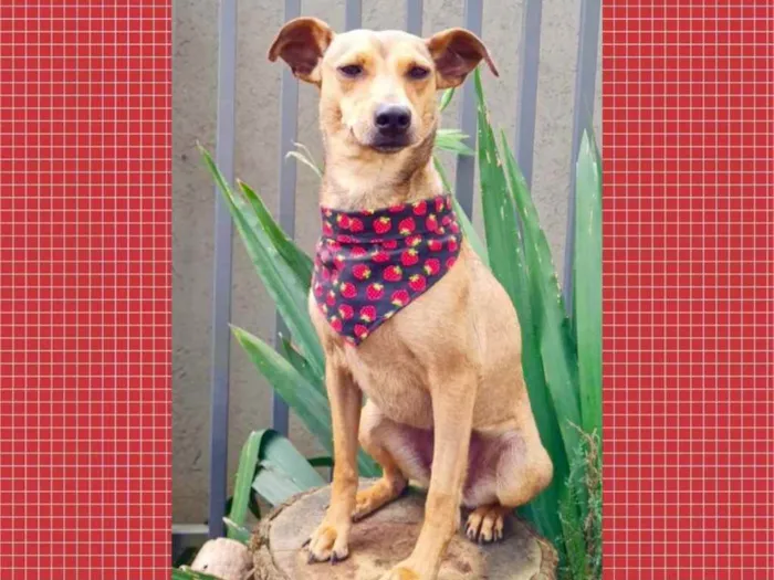 Cachorro ra a srd idade 1 ano nome PEQUI