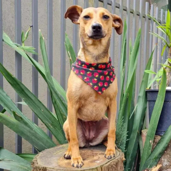 Cachorro ra a srd idade 1 ano nome PEQUI