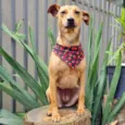 PEQUI