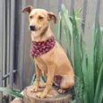 PEQUI