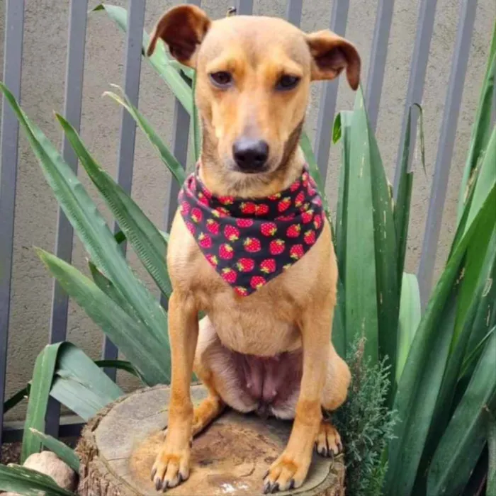 Cachorro ra a srd idade 1 ano nome PEQUI