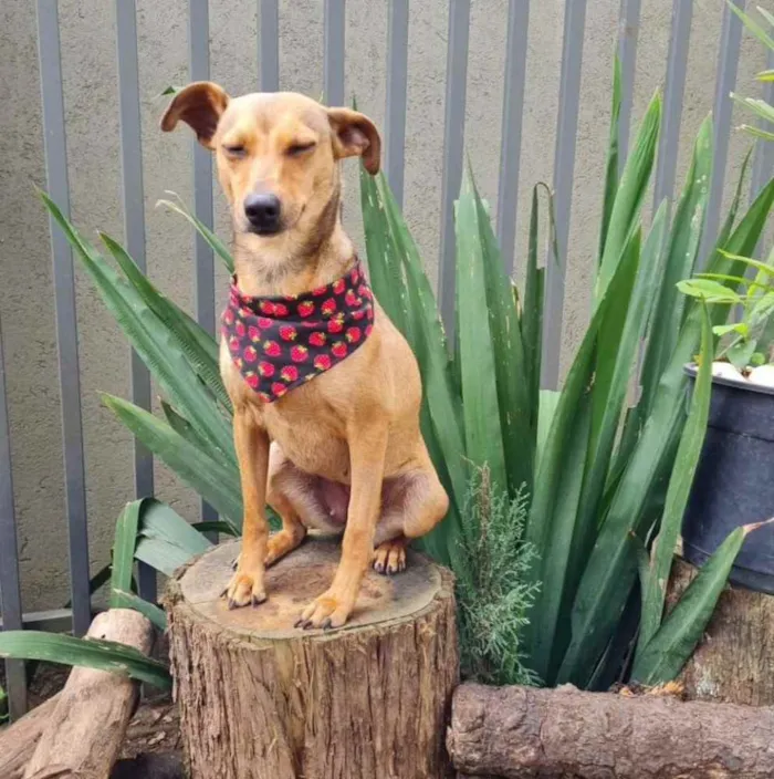 Cachorro ra a srd idade 1 ano nome PEQUI