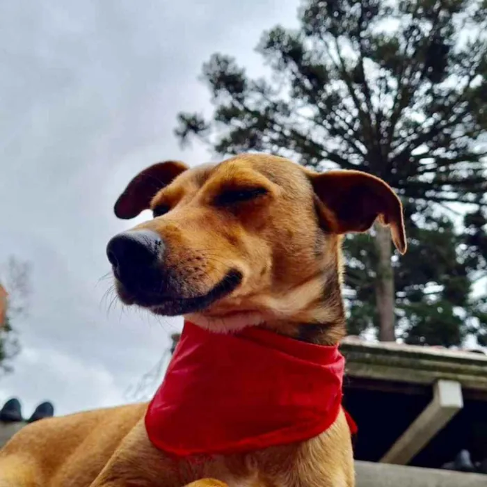 Cachorro ra a srd idade 1 ano nome PEQUI