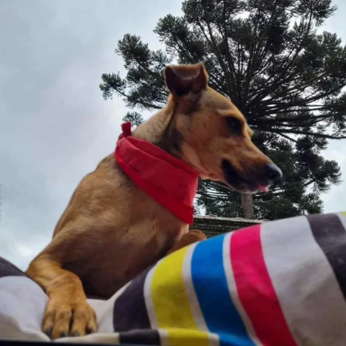 Cachorro ra a srd idade 1 ano nome PEQUI