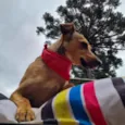 PEQUI