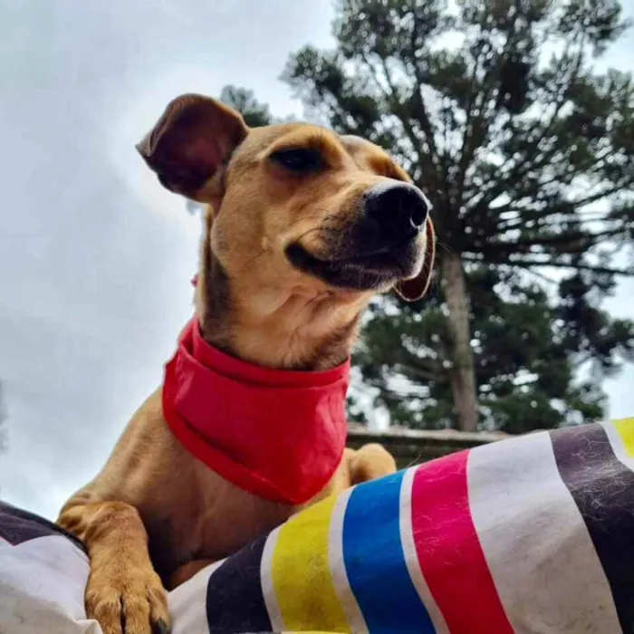 Cachorro ra a srd idade 1 ano nome PEQUI