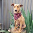PEQUI