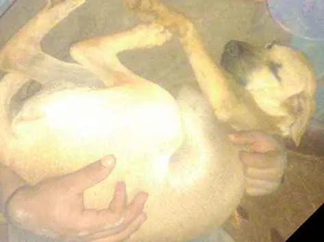 Cachorro raça Não se idade 1 ano nome Roky