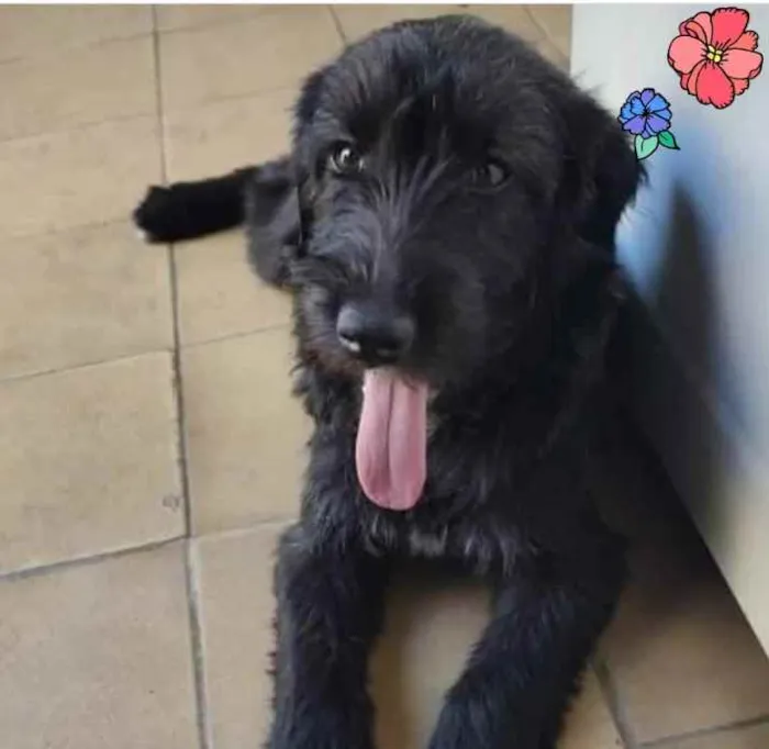 Cachorro ra a SRD idade 2 a 6 meses nome Fenix