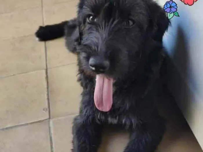 Cachorro ra a SRD idade 2 a 6 meses nome Fenix
