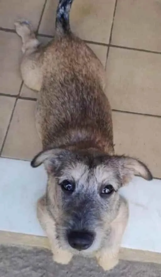 Cachorro ra a SRD idade 2 a 6 meses nome Apolo