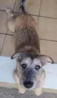 Apolo