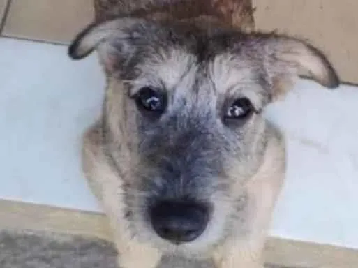 Cachorro ra a SRD idade 2 a 6 meses nome Apolo