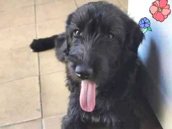 Cachorro ra a SRD idade 2 a 6 meses nome Fenix