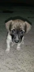 Kello