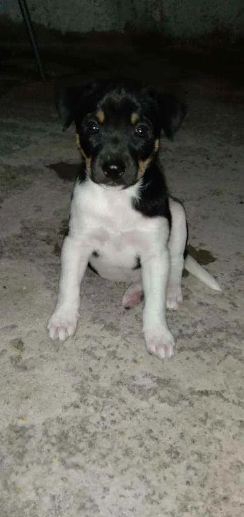 Cachorro ra a Vira -lata idade Abaixo de 2 meses nome Cheuda