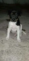 Cheuda
