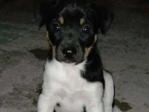 Cachorro ra a Vira -lata idade Abaixo de 2 meses nome Cheuda