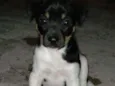 Cheuda