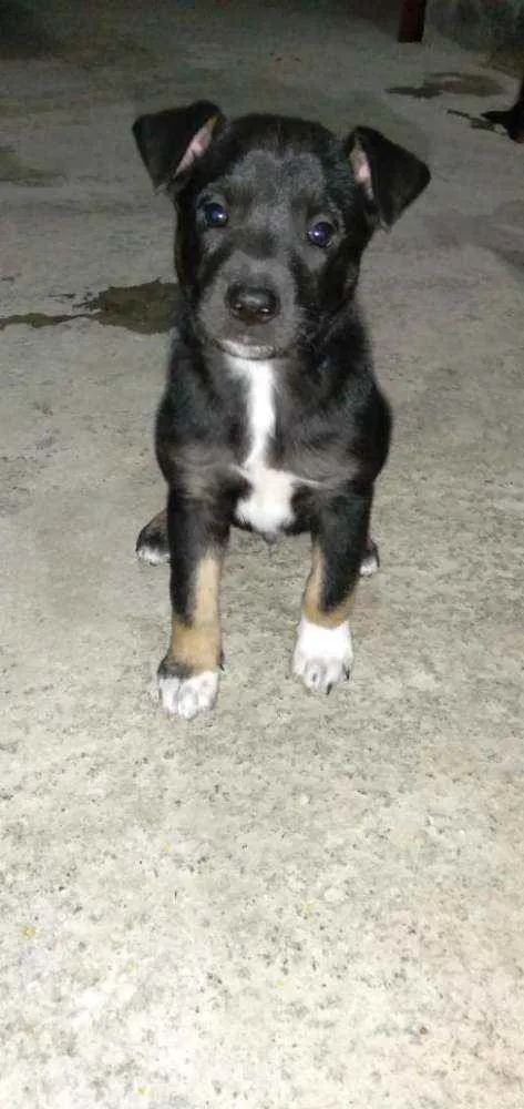 Cachorro ra a Vira -lata idade Abaixo de 2 meses nome Bruto