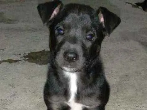 Cachorro ra a Vira -lata idade Abaixo de 2 meses nome Bruto