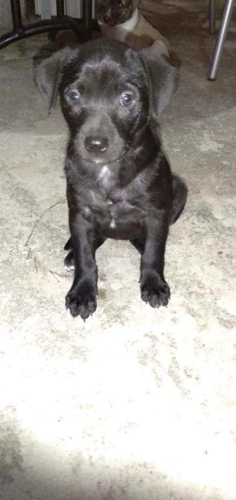 Cachorro ra a Vira -lata idade Abaixo de 2 meses nome Lemer