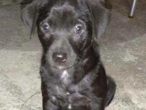 Cachorro ra a Vira -lata idade Abaixo de 2 meses nome Lemer